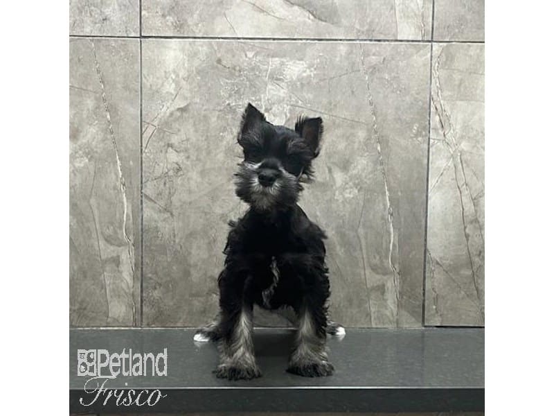 Miniature Schnauzer-Dog-Male-Black and Silver-3967858-Petland Frisco, Texas
