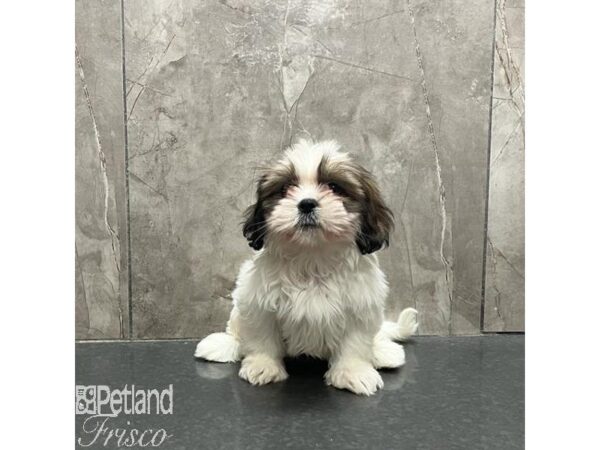 Lhasa Apso Dog Female Red Gold 31236 Petland Frisco, Texas