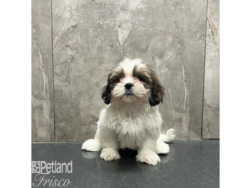 Lhasa Apso Dog Female Red Gold 31236
