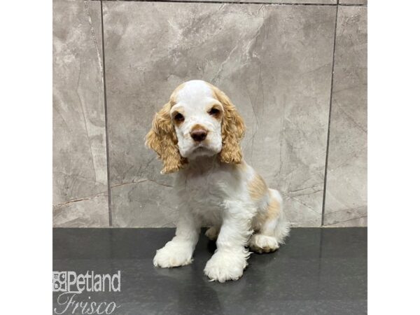 Cocker Spaniel Dog Male Buff and White 31235 Petland Frisco, Texas