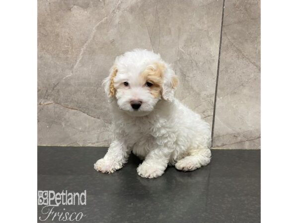 Cavapoo-Dog-Male-White and Apricot-31234-Petland Frisco, Texas