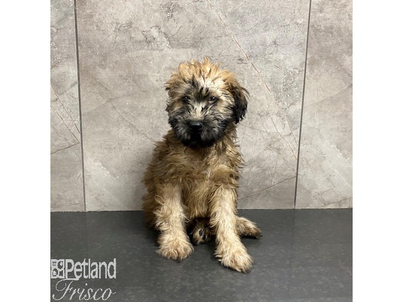 Soft Coated Wheaten Terrier Dog Female Wheaten 31266