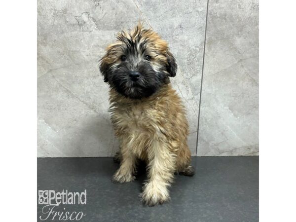 Soft Coated Wheaten Terrier Dog Female Wheaten 31265 Petland Frisco, Texas