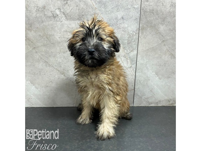 Soft Coated Wheaten Terrier Dog Female Wheaten 31265