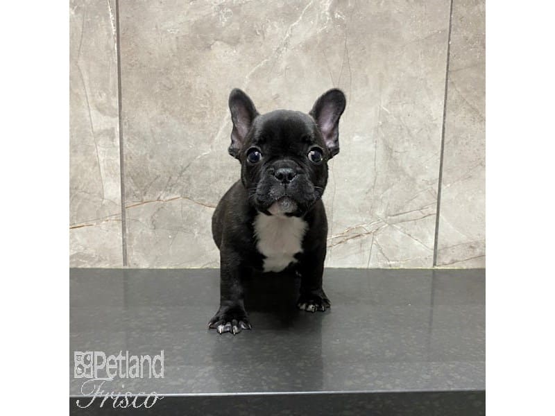 [#31262] Black Male French Bulldog Puppies For Sale
