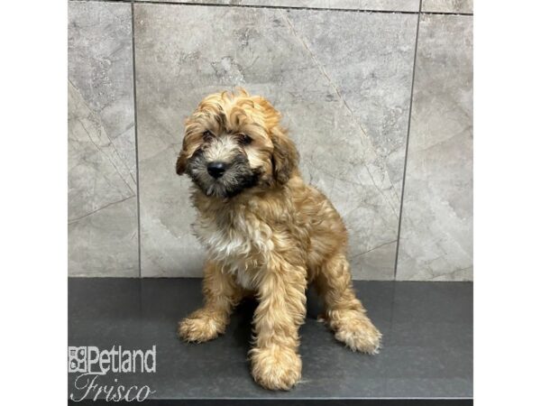 Mini Whoodle-Dog-Female-Wheaten-31261-Petland Frisco & Mckinney, Texas