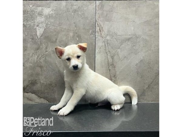 Shiba Inu-Dog-Male-Cream-31258-Petland Frisco & Mckinney, Texas