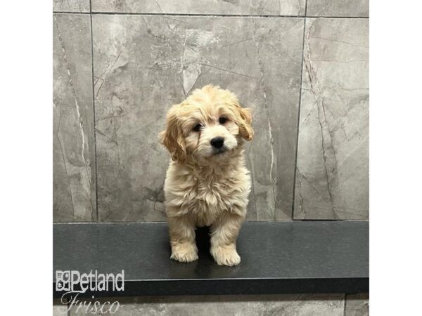 Miniature Goldendoodle-Dog-Female-Cream-31257-Petland Frisco, Texas