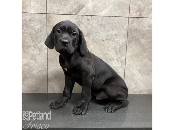 Cane Corso-Dog-Male-Black-31255-Petland Frisco & Mckinney, Texas
