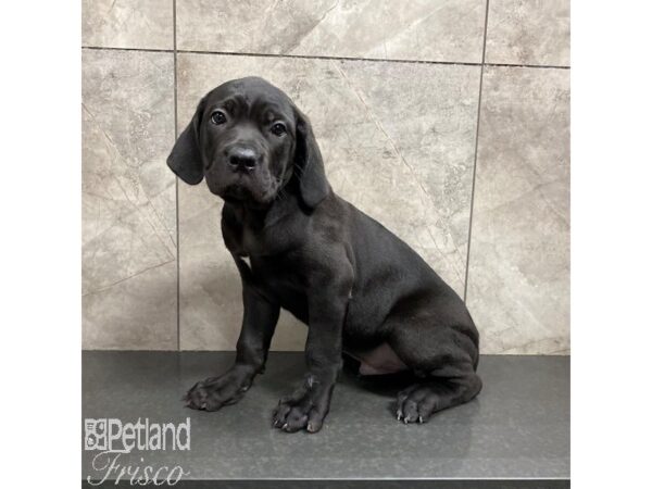 Cane Corso Dog Male Black 31255 Petland Frisco, Texas