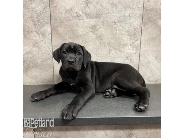 Cane Corso-Dog-Female-Black-31254-Petland Frisco, Texas
