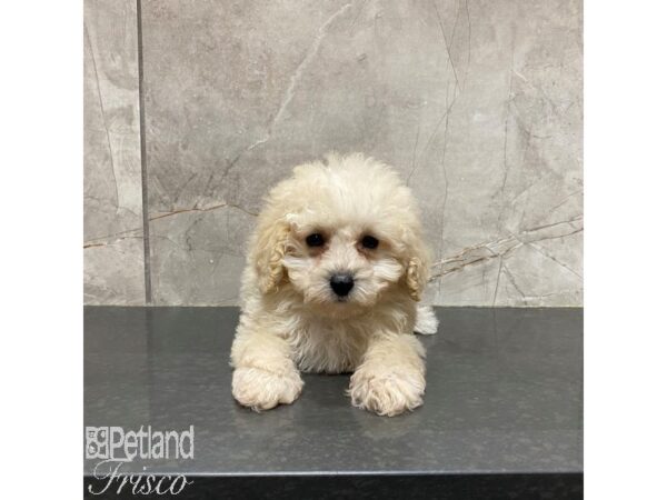 Miniature Poodle-Dog-Female-Cream-31253-Petland Frisco, Texas