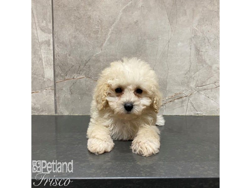 Miniature Poodle-Dog-Female-Cream-3968136-Petland Frisco, Texas