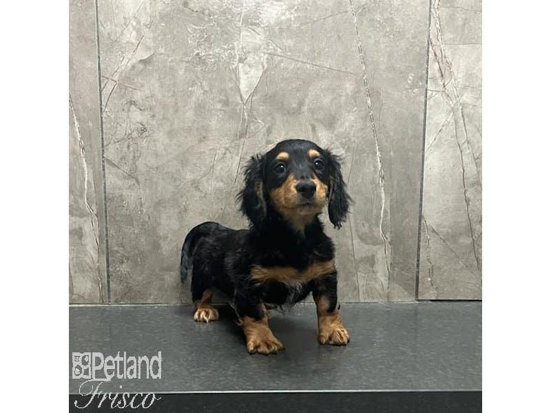 [#31252] Black / Tan Male Miniature Dachshund Puppies For Sale #2