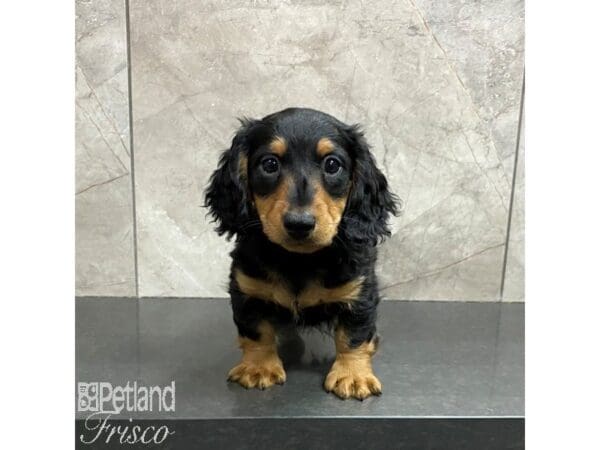 Miniature Dachshund-Dog-Male-Black / Tan-31250-Petland Frisco, Texas