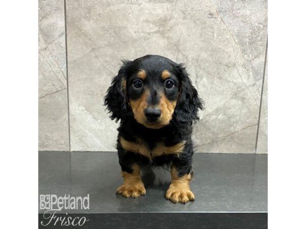 Miniature Dachshund Dog Male Black / Tan 31250 Petland Frisco, Texas