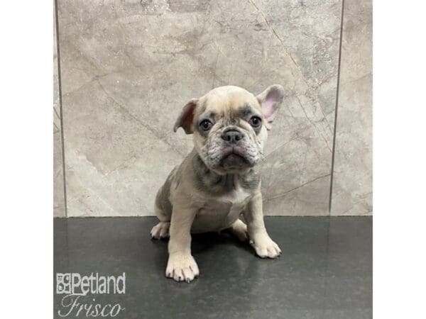 French Bulldog-Dog-Female-Lilac-31247-Petland Frisco, Texas