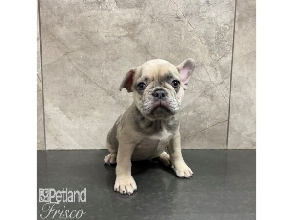 French Bulldog Dog Female Lilac 31247 Petland Frisco, Texas