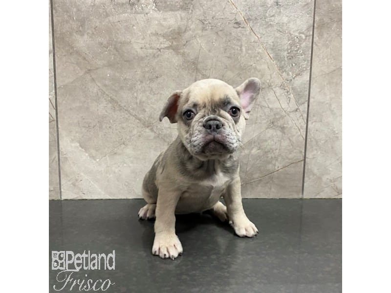 French Bulldog-Dog-Female-Lilac-3968800-Petland Frisco, Texas