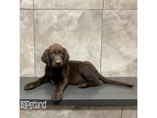 Labrador Retriever Dog Male Chocolate 31246 Petland Frisco, Texas