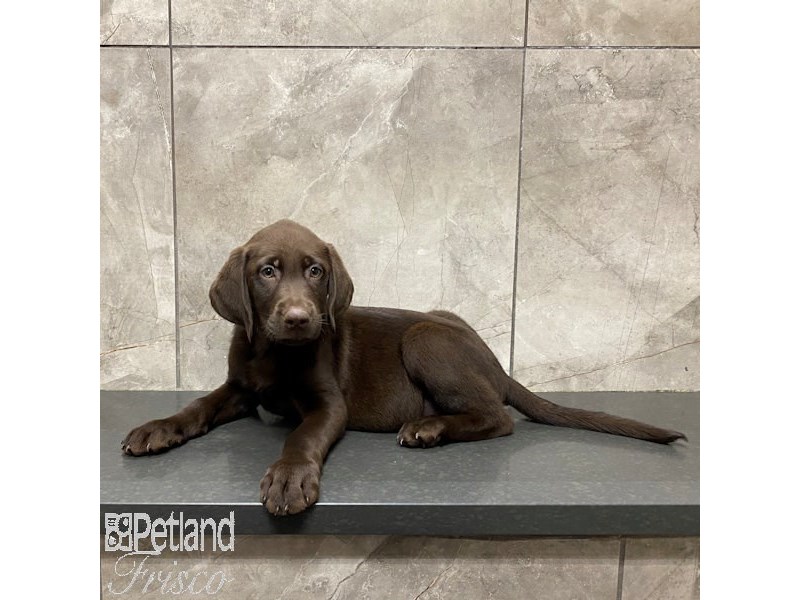 Labrador Retriever Dog Male Chocolate 31246