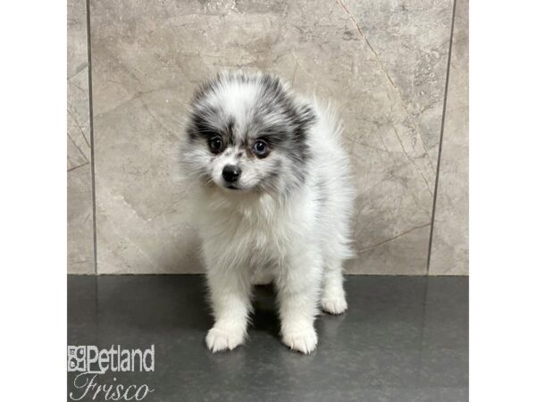 Pomeranian Dog Male Blue Merle / White 31245 Petland Frisco, Texas