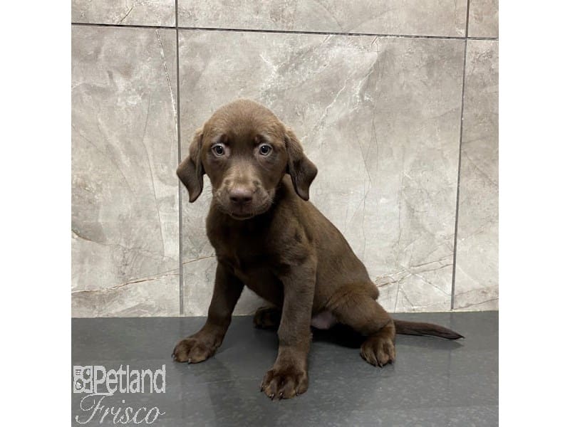 [#31244] Chocolate Female Labrador Retriever Puppies For Sale #2