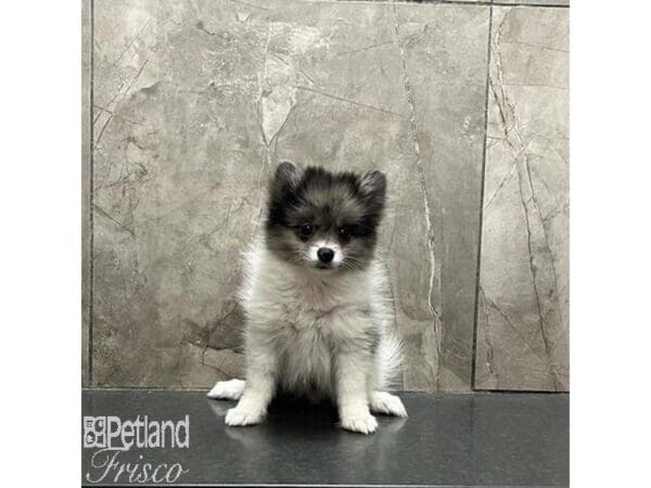 [#31243] Blue Merle / White Male Pomeranian Puppies For Sale