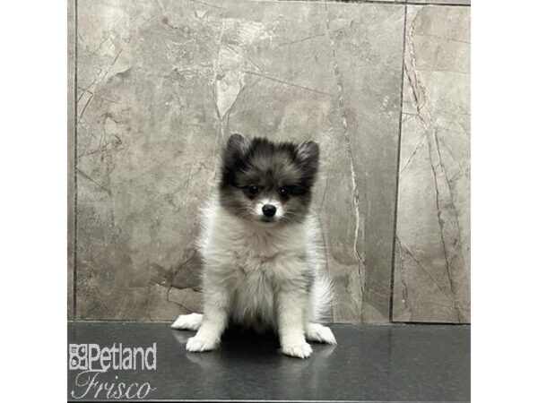 Pomeranian-Dog-Male-Blue Merle / White-31243-Petland Frisco & Mckinney, Texas