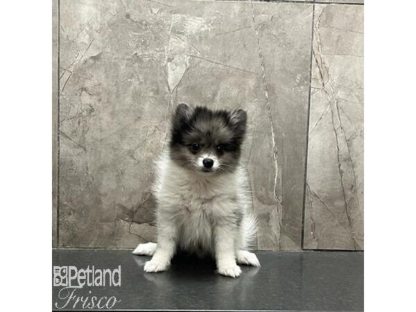 Pomeranian-Dog-Male-Blue Merle / White-31243-Petland Frisco, Texas