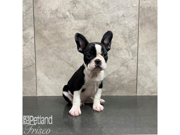 Frenchton-Dog-Male-Black / White-31242-Petland Frisco & Mckinney, Texas