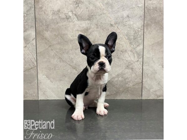 Frenchton-Dog-Male-Black / White-31242-Petland Frisco, Texas