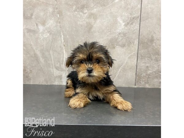 Yorkshire Terrier Dog Male Blk & Tan 31211 Petland Frisco, Texas