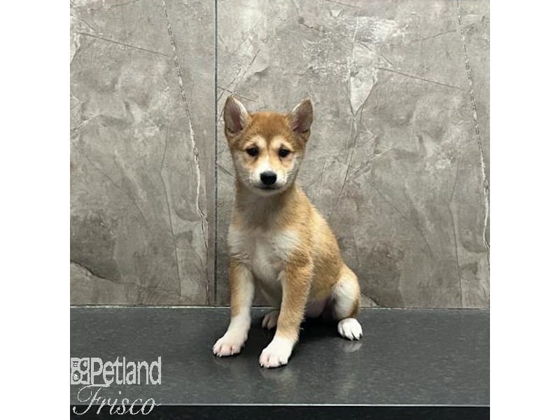 Shiba Inu-Dog-Female-Red-3967849-Petland Frisco, Texas