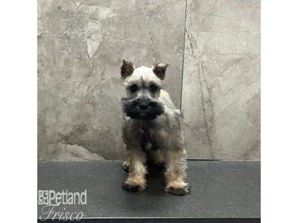 [#31232] Black and Silver Female Miniature Schnauzer Puppies For Sale