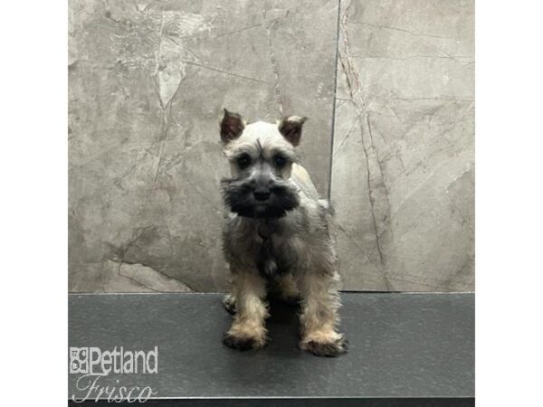 Miniature Schnauzer Dog Female Black and Silver 31232 Petland Frisco, Texas