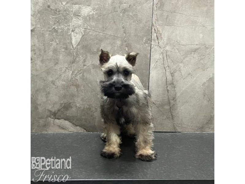 Miniature Schnauzer-Dog-Female-Black and Silver-3967785-Petland Frisco, Texas