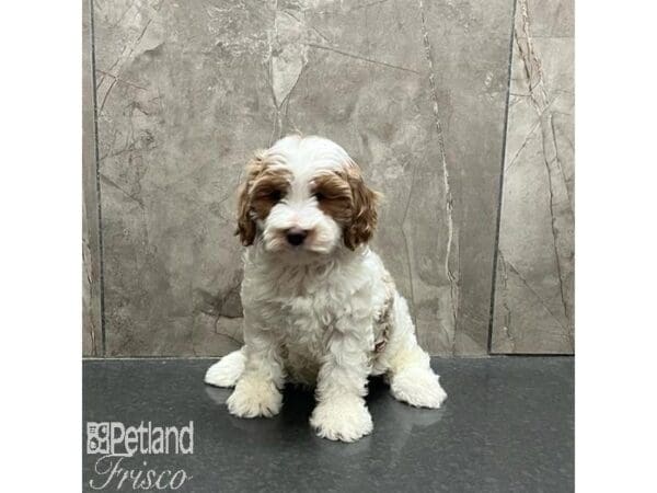 Cavapoo-Dog-Male-Red and White-31229-Petland Frisco, Texas