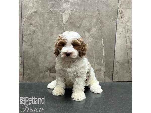 Cavapoo Dog Male Red and White 31229 Petland Frisco, Texas