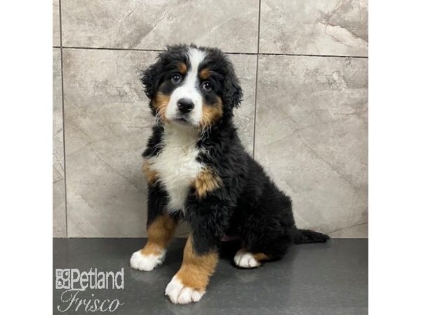 Bernese Mountain Dog-Dog-Male-Black Rust and White-31228-Petland Frisco & Mckinney, Texas