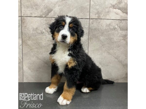 Bernese Mountain Dog Dog Male Black Rust and White 31228 Petland Frisco, Texas