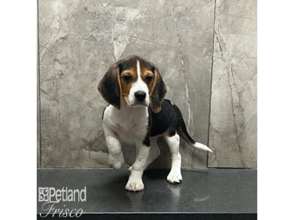 Beagle-Dog-Male-Black White and Tan-31227-Petland Frisco, Texas