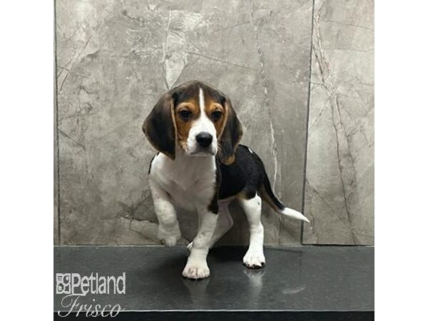 Beagle Dog Male Black White and Tan 31227 Petland Frisco, Texas