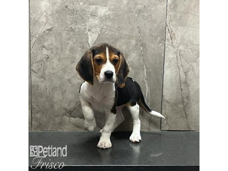Beagle Dog Male Black White and Tan 31227