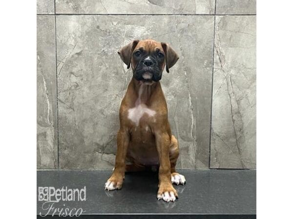 [#31225] Fawn Female Boxer Puppies For Sale