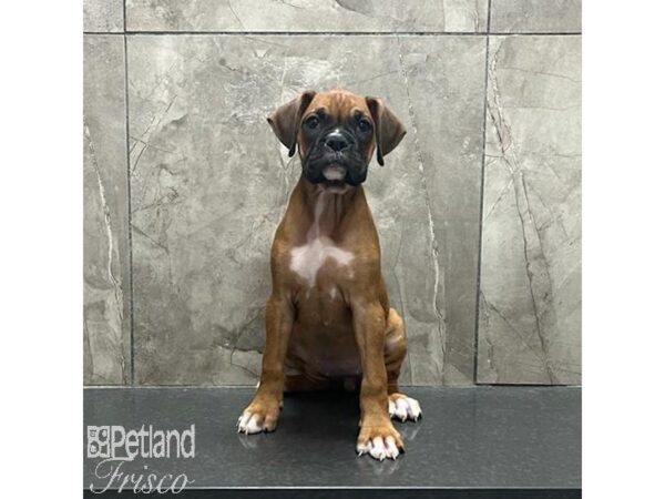 Boxer Dog Female Fawn 31225 Petland Frisco, Texas