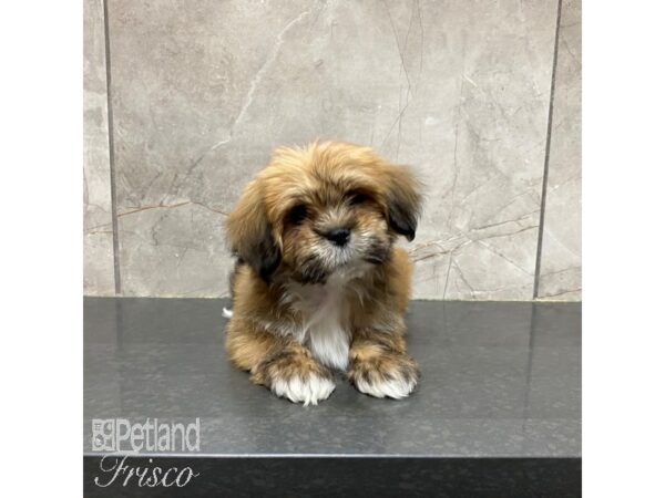 Lhasa Apso-Dog-Male-Red Gold-31224-Petland Frisco & Mckinney, Texas