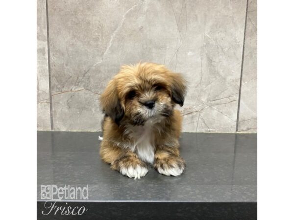 Lhasa Apso Dog Male Red Gold 31224 Petland Frisco, Texas