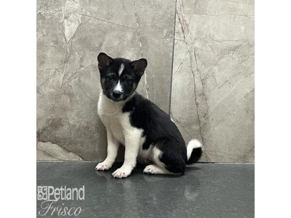 Shiba Inu-Dog-Male-Black and Tan-31223-Petland Frisco & Mckinney, Texas