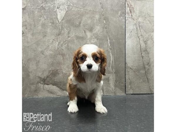 Cavalier King Charles Spaniel-Dog-Female-Blenheim-31222-Petland Frisco & Mckinney, Texas